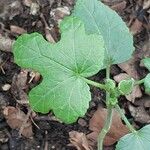 Abelmoschus esculentus Leaf