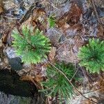 Lycopodium dendroideum Levél