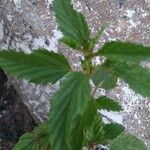 Malvastrum coromandelianum Leaf