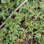 Thymus serpyllum Leaf