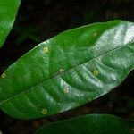 Diospyros tetrandra Yaprak