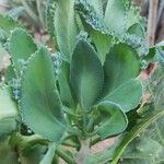 Kalanchoe laetivirens ᱥᱟᱠᱟᱢ