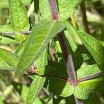 Lythrum virgatum Foglia