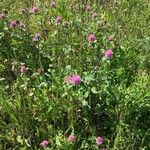 Trifolium pratenseBlatt