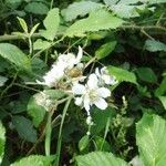 Rubus winteri Bloem