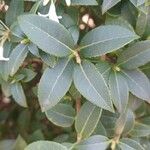 Osmanthus delavayi Levél
