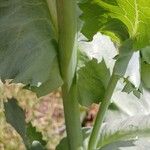 Papaver somniferum Rhisgl