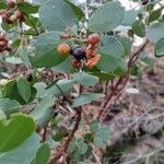 Arctostaphylos patula 果實