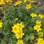Bidens ferulifolia Virág