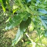 Quercus acutissima Leaf