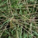 Chloris verticillata Fruit