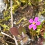 Geranium lucidum 花