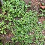 Pilea microphyllaFlower