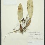 Bifrenaria longicornis ᱮᱴᱟᱜ