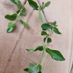 Bullockia pseudosetiflora Leaf