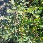 Solanum sisymbriifolium Habitus