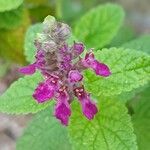 Teucrium hircanicum Flower