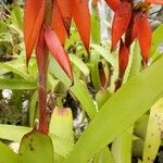 Aechmea mertensii Blad