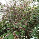 Bauhinia purpurea Elinympäristö