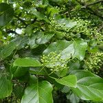 Premna serratifolia Blatt