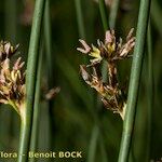 Juncus balticus Φρούτο