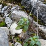 Mercurialis huetii Habit