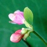 Symphoricarpos albus Floare