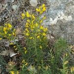 Ulex parviflorusFiore