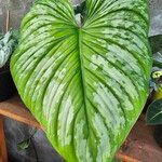 Philodendron mamei Leaf