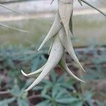 Tillandsia roseoscapa Leaf