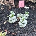 Crassula deceptorLeaf