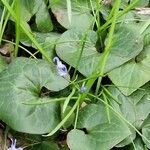 Asarum cardiophyllum