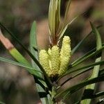 Podocarpus novae-caledoniae ফল