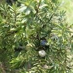 Juniperus macrocarpa Fruit