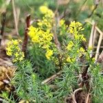 Galium verum Habitus