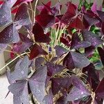 Oxalis triangularis برگ