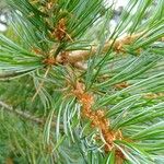 Pinus parviflora Φύλλο
