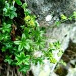 Alchemilla saxatilis Характер