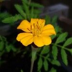 Tagetes tenuifoliaफूल