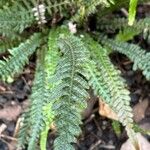 Blechnum australe Foglia