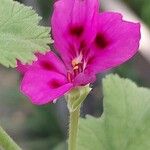 Pelargonium echinatum Blomst