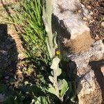 Verbascum boerhavii Yaprak