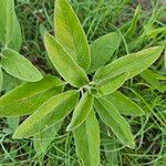 Asclepias viridis Leaf