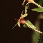 Myrcia bracteata Квітка