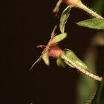 Myrcia bracteata Blomma