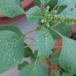 Amaranthus blitumLeaf