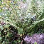 Dryopteris aemula Övriga