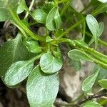 Favratia zoysii Hoja