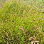 Bolboschoenus maritimus Habitat