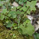 Lactuca muralis Habit